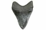 Serrated, Fossil Megalodon Tooth - South Carolina #362428-1